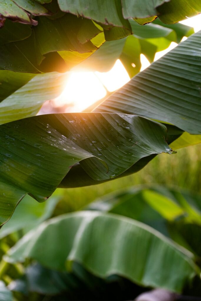 Sunlight through tropical banana leaves, photo by Maciej Karoń on Unsplash